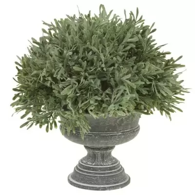 Самшит в кашпо