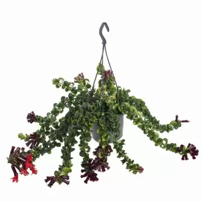 Эсхинантус Раста