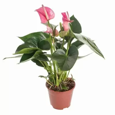 Антуриум андрианум Пинк Фивер