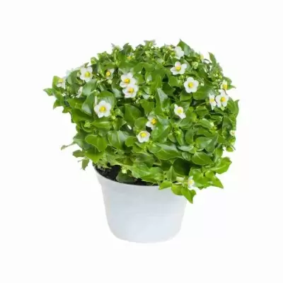 Экзакум Белая звезда