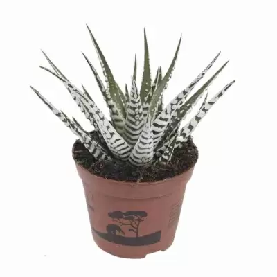 Хавортия аттенуата