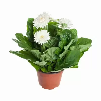 Гербера белая