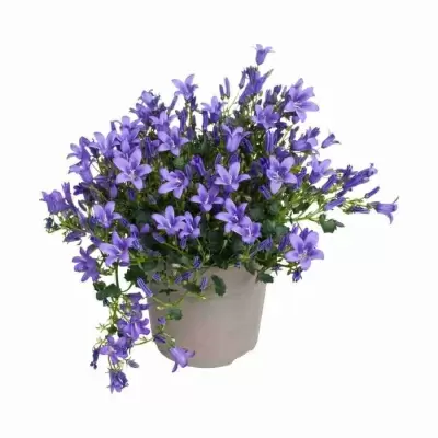 Кампанула Амбелла пурпурная