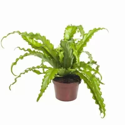 Асплениум Антикум Осака