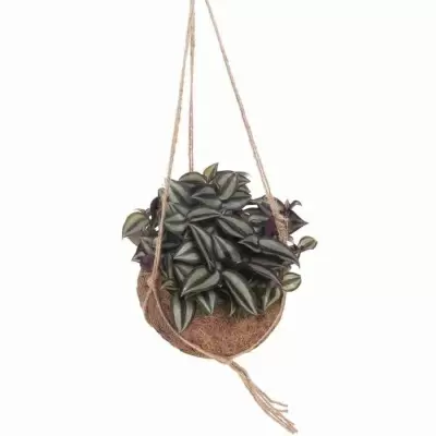 Традесканция Зебрина ампельная