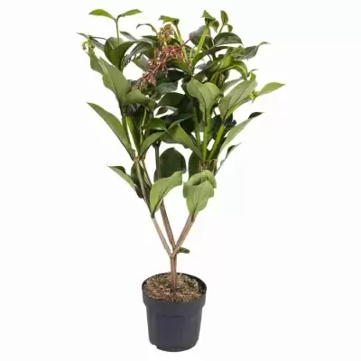 Мединилла Флоринилла Белла