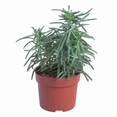 Каланхоэ трубкоцветное