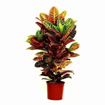 Кодиеум Петра