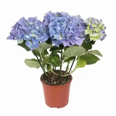 Гортензия крупнолистная Боденси Гортензия крупнолистная Боденси