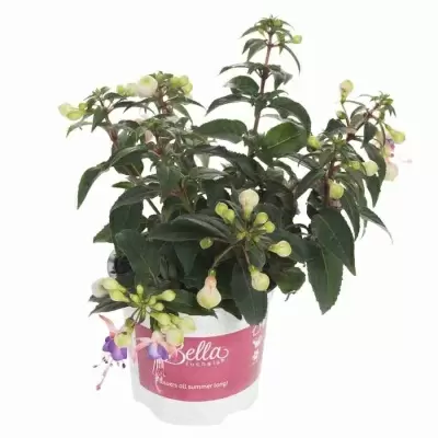 Фуксия лиловая