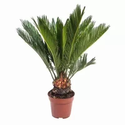 Цикас Революта Цикас Революта