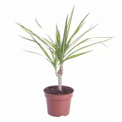 Драцена маргината Санрей 1 ст