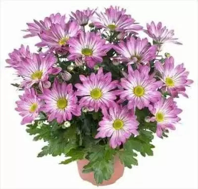 Хризантема Рейнбоу Пэшн