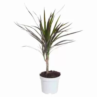 Драцена маргината Маджента 1 ст