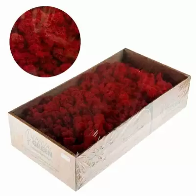 Мох стабилизированный красный Мох стабилизированный красный