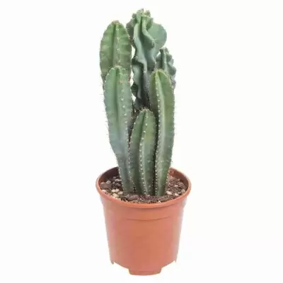 Цереус монстрозный