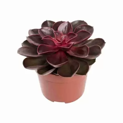 Эхеверия Пёрпл Перл