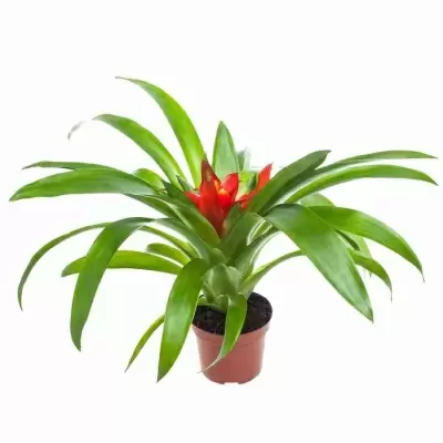 Гузмания Темпо