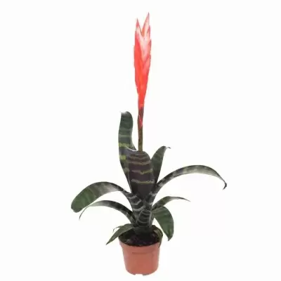 Вриезия Спленриет