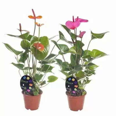 Антуриум андрианум Пикассо Принт