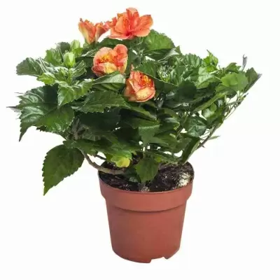 Гибискус Мадрид