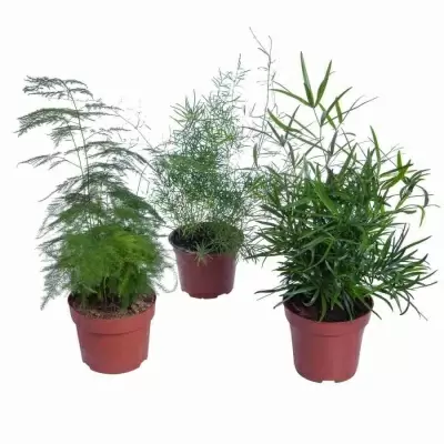 Аспарагус Мейерс Аспарагус Мейерс