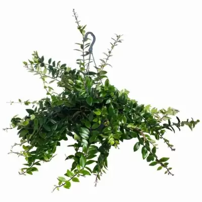 Эсхинантус Каролина