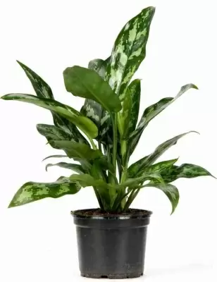 Аглаонема Мария