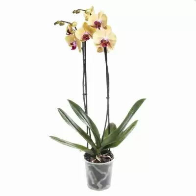 Фаленопсис Солид Голд 2 ст