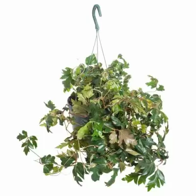 Циссус Мандиана ампельный 