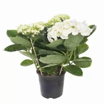 Гортензия Sister Theresa Гортензия Sister Theresa