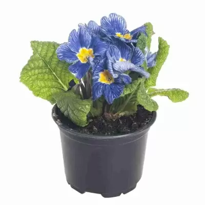 Примула Chic in Blue