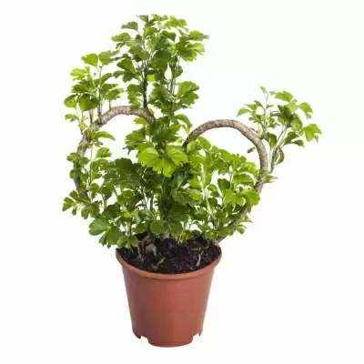 Полисциас Минг сердце