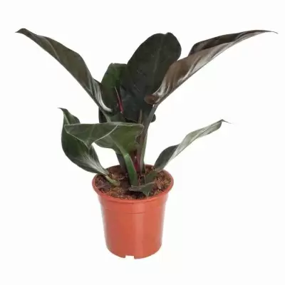 Филодендрон Империал Ред Филодендрон Империал Ред