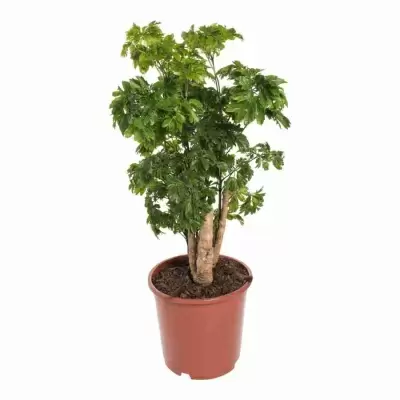 Комнатное дерево Полисциас Робл