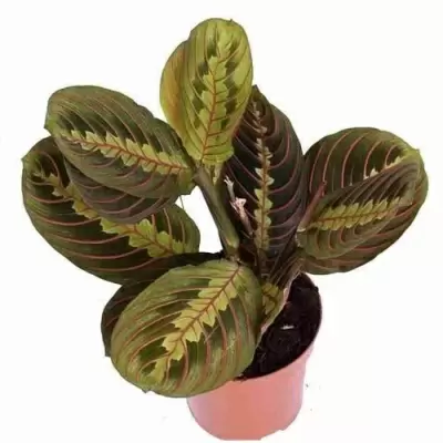 Маранта Фасцинатор Триколор