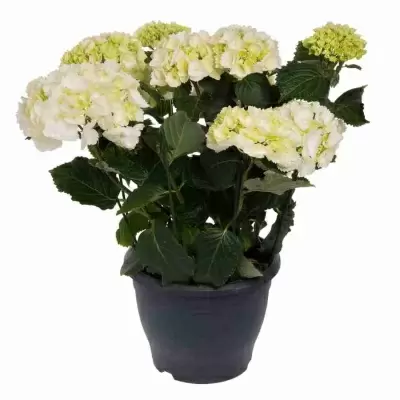 Гортензия Madame Emile Mouilliere Гортензия Madame Emile Mouilliere