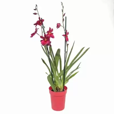 Камбрия Нелли Ислер 2 ствола