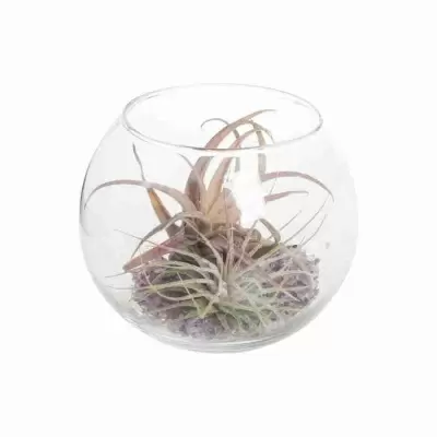 Тилландсия атмосферная Микс в стекле