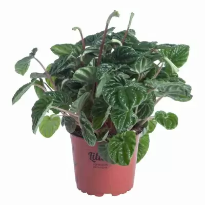 Пеперомия Лилиан