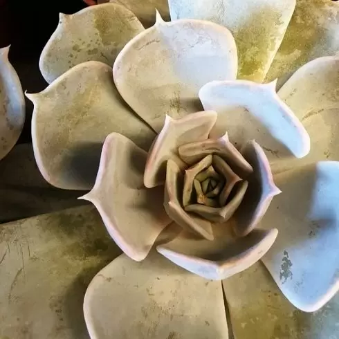 Эхеверия Криспата