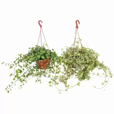 Хедера хеликс микс ампельная Хедера хеликс микс ампельная