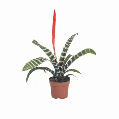 Вриезия Спленриет