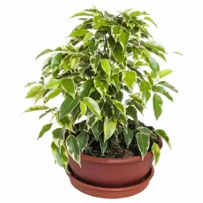 Фикус бенджамина Кинки в плошке