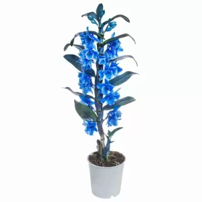 Дендробиум нобиле королевский Голубой 1 ст
