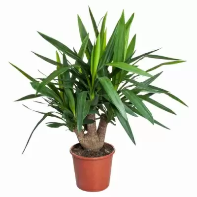 Юкка Разветвленная Юкка Разветвленная