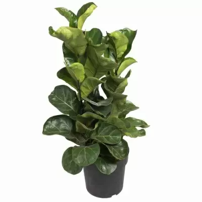 Фикус лировидный (лирата) Бамбино 3 ст