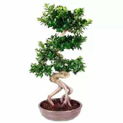 Бонсай фикус микрокарпа каскад