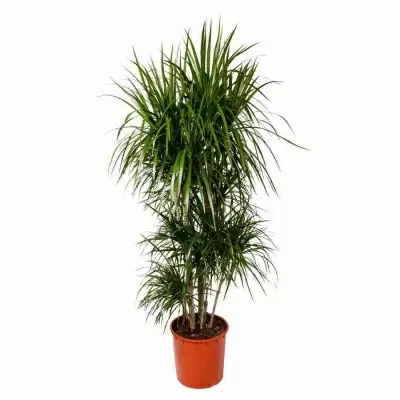 Драцена маргината разветвленная