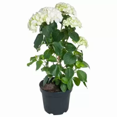 Гортензия пирамида белая Гортензия пирамида белая